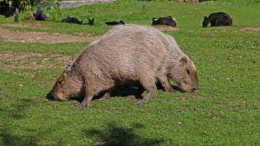 Capybara, Hydrochoerus hydrochaeris dünyadaki en büyük kemirgendir. En yakın akrabaları agouti, çinçilya, coyphillas ve kobaylardır. Güney Amerika 'ya özgü.. 