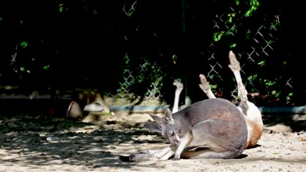 Rode Kangoeroe Macropus Rufus Grootste Van Alle Kangoeroes Grootste Landzoogdier — Stockvideo