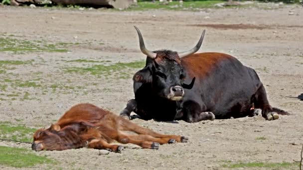Baby Aurochs Heck Vee Bos Primigenius Taurus Beweerde Lijken Uitgestorven — Stockvideo