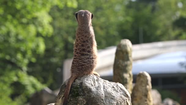 Meerkat Suricata Suricatta Seduta Una Pietra Guardando Lontananza — Video Stock