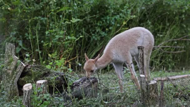 Vicuna Vicugna Vicugna 生活在安第斯山脉高山地区的美洲驼的亲戚 — 图库视频影像