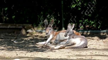 Kırmızı kanguru, Macropus Rufus tüm kanguruların en büyüğü, Avustralya 'ya özgü en büyük karasal memeli ve mevcut en büyük keseli hayvandır..