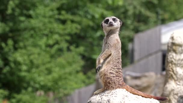 Meerkat Suricata Suricatta Bir Taşın Üzerinde Oturuyor Uzaklığa Bakıyor — Stok video