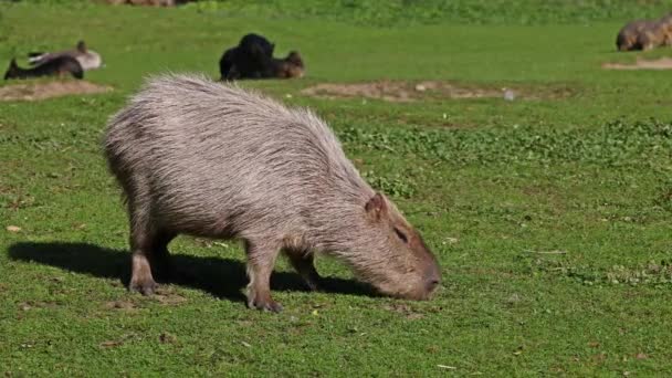 カピバラ Capybara Hydrochoerus Hydrochaeris 現存する世界最大のげっ歯類である 最も近い親戚は アグチ チンチラ コイピラ モルモットです — ストック動画