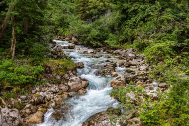 Hintersee Gölü 'ndeki Sihirli Orman Zauberwald ve Creek Ramsauer Ache. Ulusal Park Berchtesgadener Toprakları, Bavyera, Almanya.