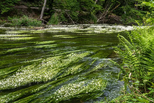 Pianta Fiore Del Coronopo Acqua Del Fiume Ranunculus Fluitans Nel — Foto Stock