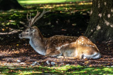 Fallow deer, Dama mezopotamya, Cervidae familyasından bir memeli türü..