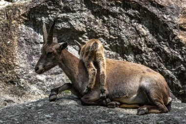 Genç dağ keçisi annesiyle birlikte bir kayanın üzerinde. Bir Alman parkında Capra Dağ keçisi.