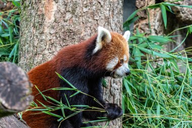 Kırmızı panda, Ailurus fulgens, daha küçük panda ve kırmızı kedi ayı olarak da bilinir..