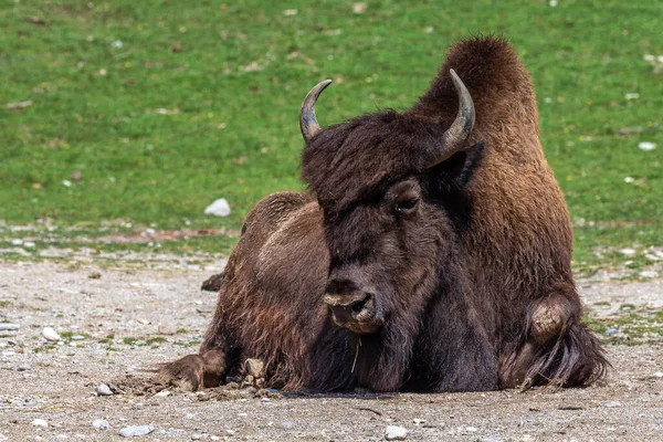 The American bison or simply bison, also commonly known as the American buffalo or simply buffalo, is a North American species of bison that once roamed North America in vast herds.