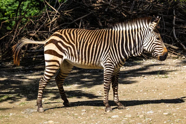 Hartmann Mountain Zebra Equus Zebra Hartmannae Subspecies Mountain Zebra Found — Stock Photo, Image