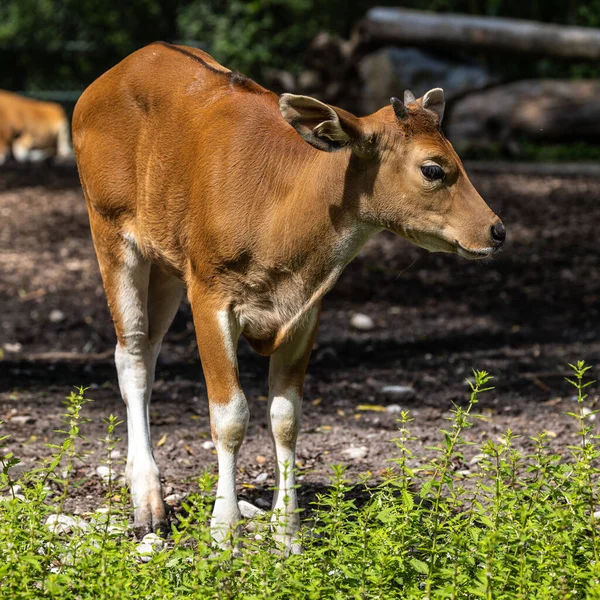 Banteng, Bos javanicus or Red Bull. It is a type of wild cattle But there are key characteristics that are different from cattle and bison: a white band bottom in both males and females.