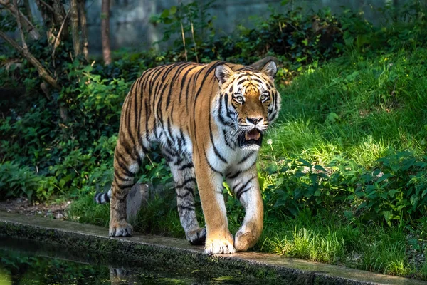 Den Sibiriska Tigern Panthera Tigris Altaica Den Största Katten Världen — Stockfoto