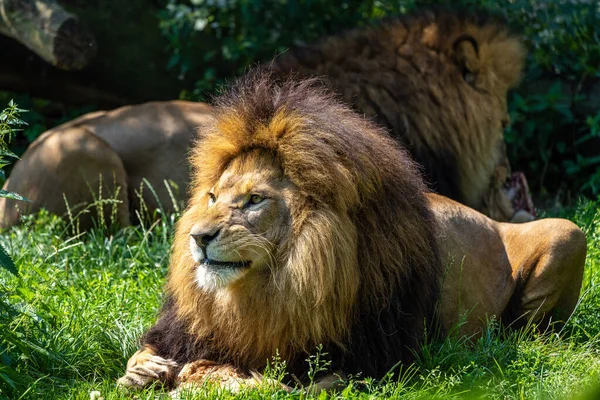 Aslan, Panthera leo, Panthera cinsindeki dört büyük kediden biridir ve Felidae familyasının bir üyesidir..
