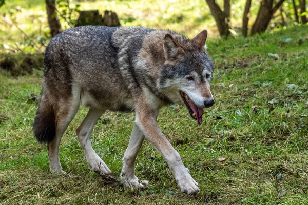 Lobo Canis Lupus También Conocido Como Lobo Gris Lobo Madera — Foto de Stock