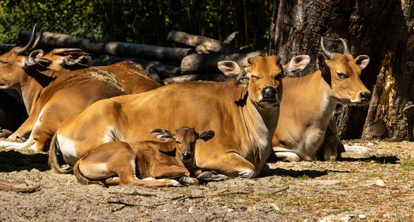 Foto Di Bos Javanicus Immagini Stock Professionali Rf Depositphotos