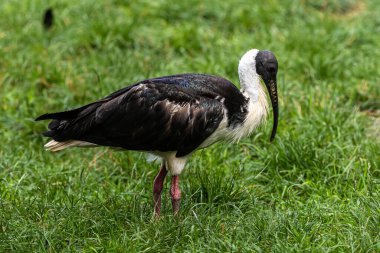Saman boyunlu Ibis, Threskiornis spinicollis, Threskiornithidae familyasından bir kuş türü..