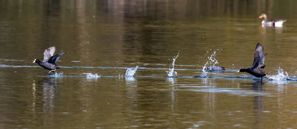 Eurasian Coot Fulica Atra Chasing Each Other Running Water Also — Stock Photo, Image