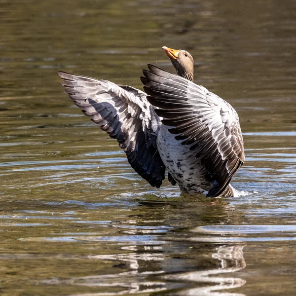 The greylag goose spreading its wings on water. Anser anser is a species of large goose in the waterfowl family Anatidae and the type species of the genus Anser.