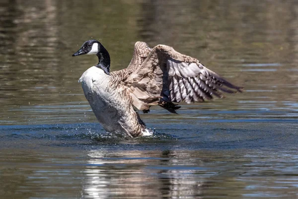 Canada Goose Branta Canadensis Lake Munich Germany 그것은 머리와 얼굴에 — 스톡 사진