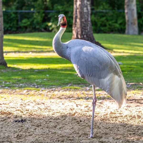 Sarus vinci, Grus antigone Hindistan 'ın Güneydoğu Asya ve Avustralya' nın bazı bölgelerinde bulunan büyük bir göçmen olmayan turnadır..