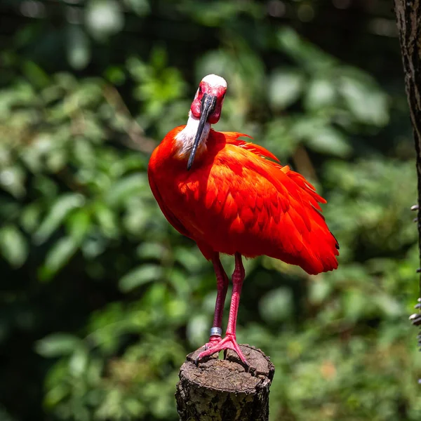 Scarlet Ibis Eudocimus Ruber Species Ibis Bird Family Threskiornithidae Inhabits — Stock Photo, Image