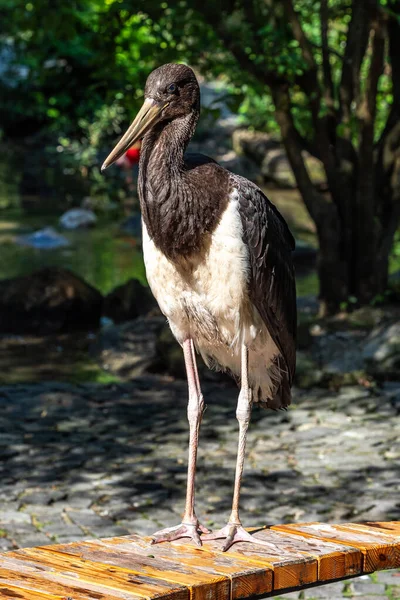 Kara leylek, Ciconia nigra leylek familyasından büyük bir kuş türü..