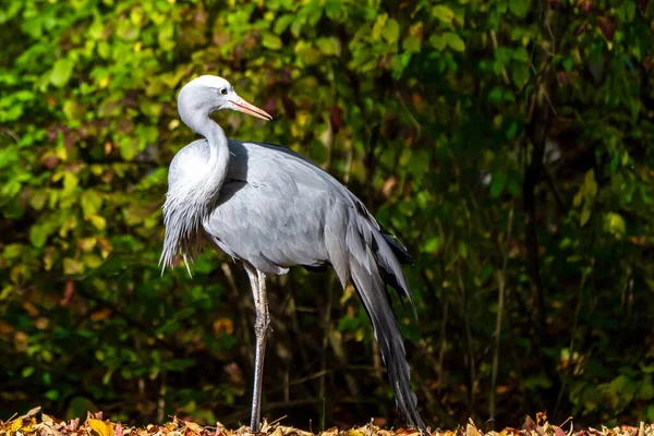 Błękitny Żuraw Grus Paradisea Jest Gatunkiem Endemicznym Dla Afryki Południowej — Zdjęcie stockowe