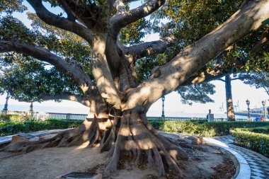 Alameda de Apodaca, bir halk parkı ve dev Ficus ağaçları ve Seville seramik fayanslarla süslenmiş bir bank ile Cadiz 'deki seçici Bölgeselcilik tarzının bir örneği. Endülüs, İspanya.