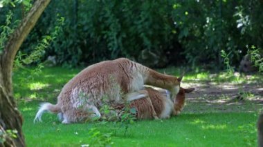 And Dağları 'nın yüksek dağlık bölgelerinde yaşayan Lama' nın akrabaları Vicugna Vicugna 'nın çiftleşme davranışları.