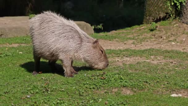 Καπιμπάρα Hydrochoerus Hydrochaeris Είναι Μεγαλύτερο Διασωθέν Τρωκτικό Στον Κόσμο Πιο — Αρχείο Βίντεο