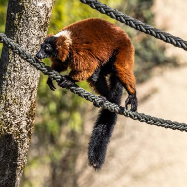 Kırmızı yakutlu lemur, Varecia rubra, Varecia cinsinin iki türünden biridir.