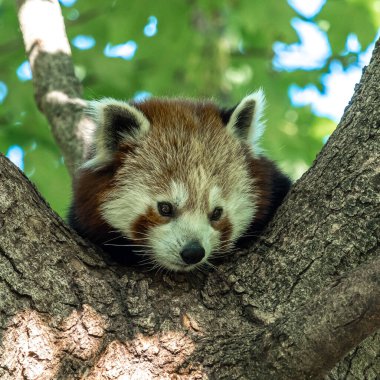 Kırmızı panda, Ailurus fulgens, daha küçük panda ve kırmızı kedi ayı olarak da bilinir..