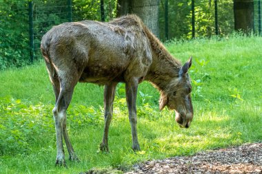 Avrupa geyiği, Alces alces, geyik olarak da bilinir. Vahşi yaşam hayvanı.