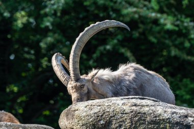 Erkek dağ keçisi - Capra dağ keçisi Alman parkında bir kayanın üzerinde oturuyor.