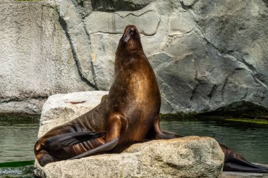 Güney Amerika deniz aslanı, Otaria flavescens, eski adıyla Otaria byronia, Güney Denizi Aslanı ve Patagonya deniz aslanı olarak da bilinir.