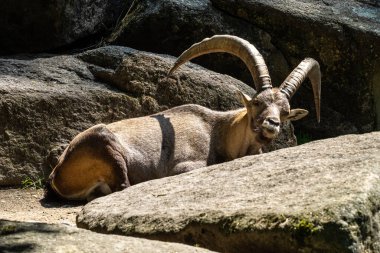 Erkek dağ keçisi - Capra dağ keçisi hayvanat bahçesinde