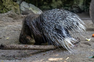 Hint armalı kirpi (