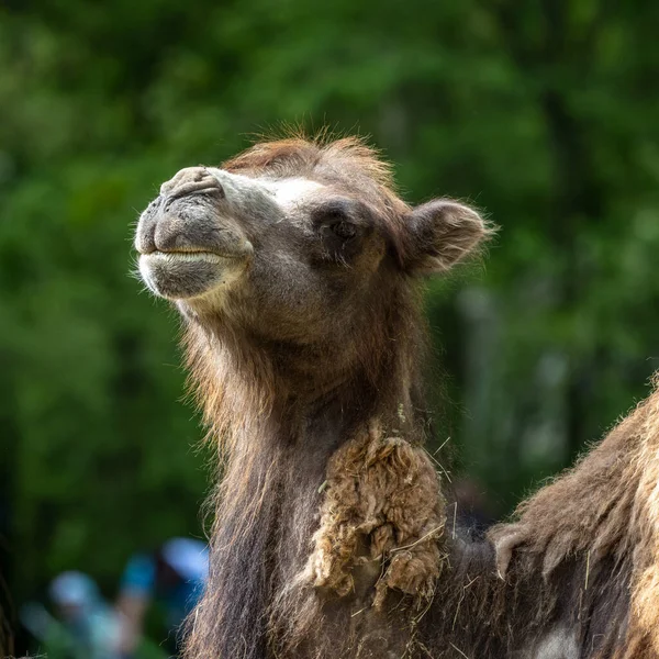 Baktriańskie Wielbłądy Camelus Bactrianus Jest Dużym Równym Palcem Kopytnym Pochodzącym — Zdjęcie stockowe