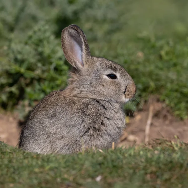 ヨーロッパのウサギ 一般的なウサギ バニー オリクトラガス クヌークはミュンヘンの牧草地に座っていますPanzerwiese — ストック写真