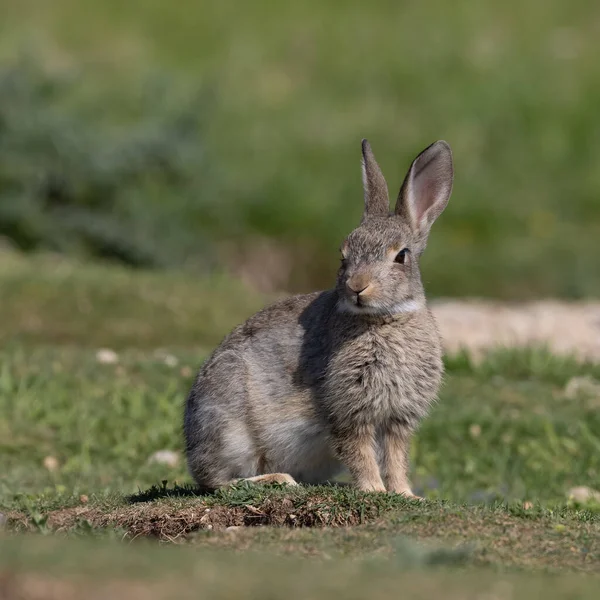 Lapin Européen Lapin Commun Lapin Oryctolagus Cuniculus Assis Sur Une — Photo