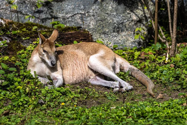 Macropus Agilis También Conocido Como Wallaby Arenoso Una Especie Wallaby — Foto de Stock