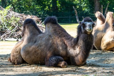 Bactrian develeri (Camelus bactrianus), Orta Asya 'nın bozkırlarına özgü büyük, tek ayak parmaklı bir bakteridir. Bactrian devesinin sırtında iki hörgücü vardır.