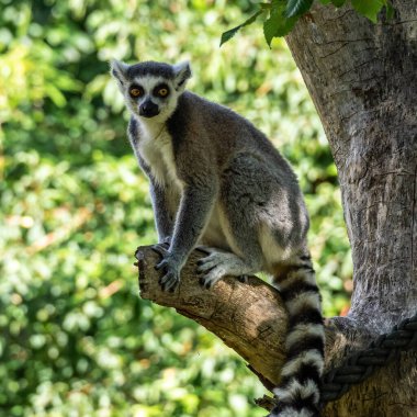 Halka kuyruklu lemur Lemur, Lemur catta uzun, siyah ve beyaz halkalı kuyruğundan dolayı büyük bir strepsirrhine primatı ve en tanınmış lemur türüdür.