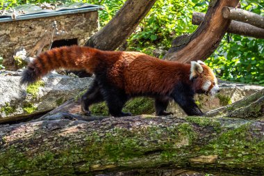 Kırmızı panda, Ailurus fulgens, daha küçük panda ve kırmızı kedi ayı olarak da bilinir..