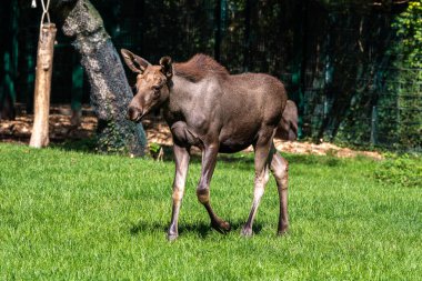 Avrupa geyiği, Alces alces, geyik olarak da bilinir. Vahşi yaşam hayvanı.