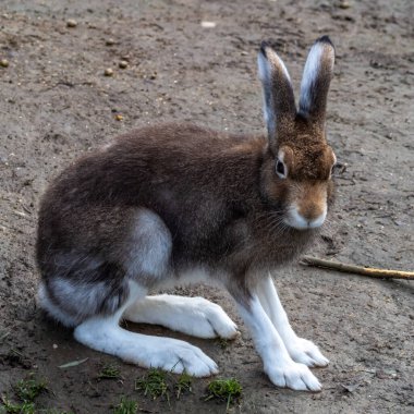 Dağ tavşanı, Lepus timidus. Yazın kahverengi saçlı beyaz tavşan olarak da bilinir.