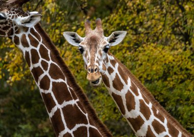 Zürafa, Giraffa camelopardalis, Afrika 'da yaşayan tek ayak parmaklı tek parmaklı, yaşayan en uzun canlı hayvan türüdür..
