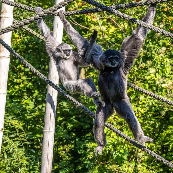 Gibbon Argenté Hylobates Moloch Gibbon Argenté Figure Parmi Les Espèces — Photo