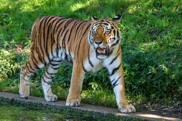 Szibériai Tigris Panthera Tigris Altaica Legnagyobb Macska Világon — Stock Fotó